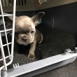 Teacup French Bulldog Puppies For Sale